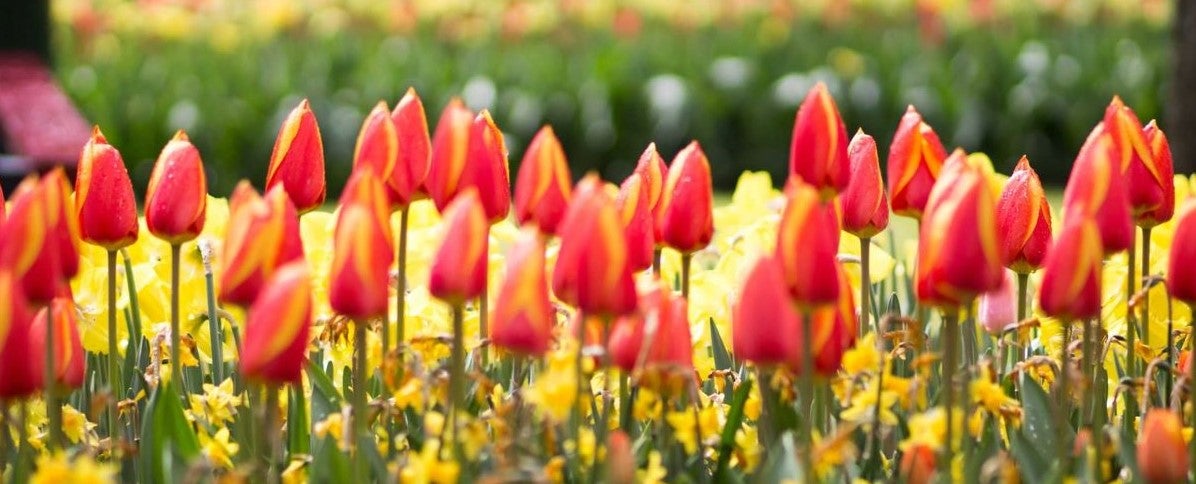 blomster holland