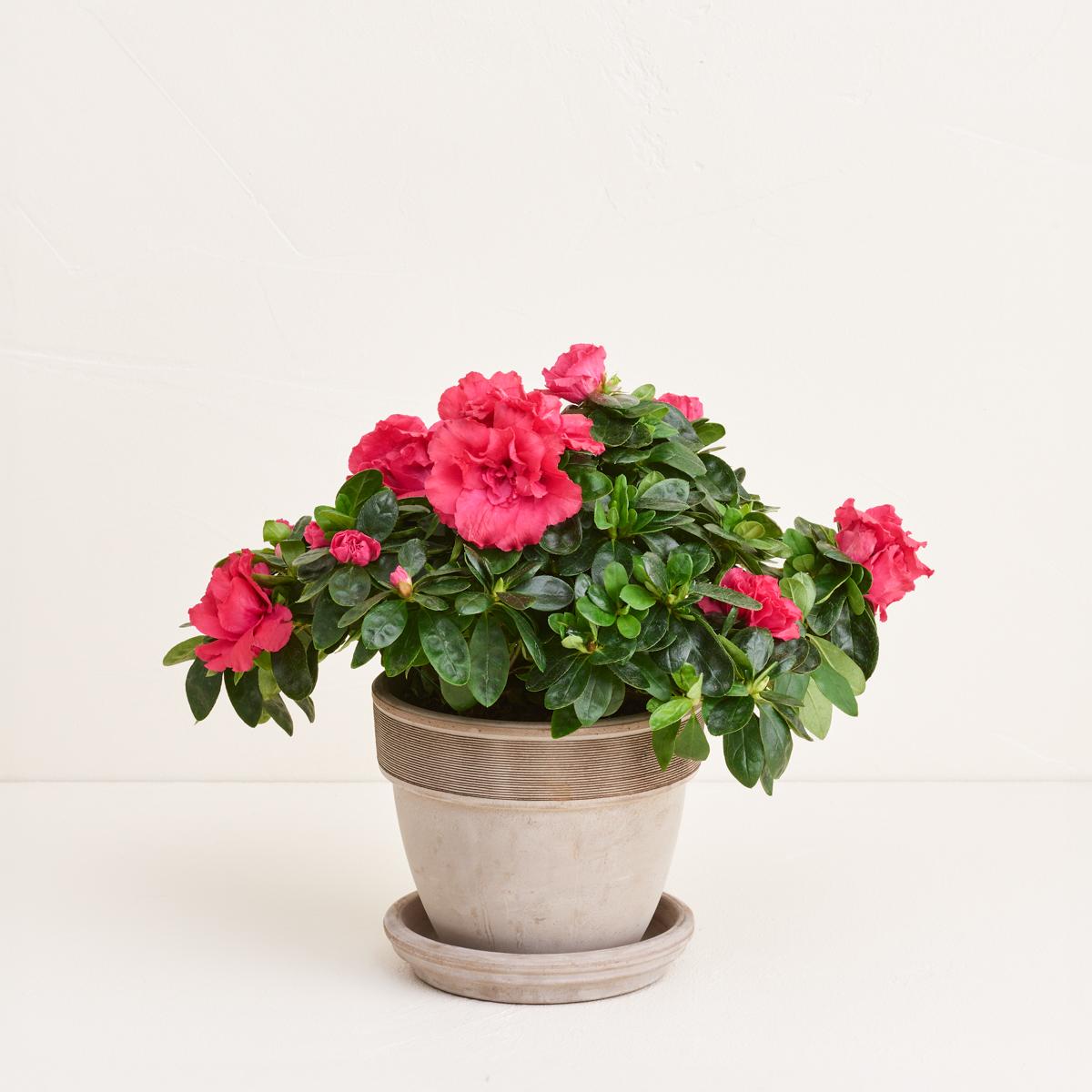 Månedens plante i november inkl. potte